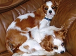 Tammy and Hazel - Cavarlier King Charles Spaniel 